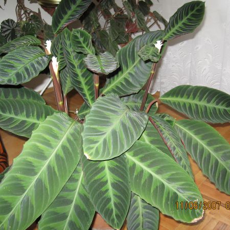 Calathea